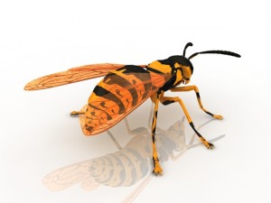 wasp Modèle 3D