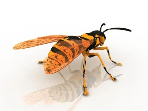 wasp 3D Model