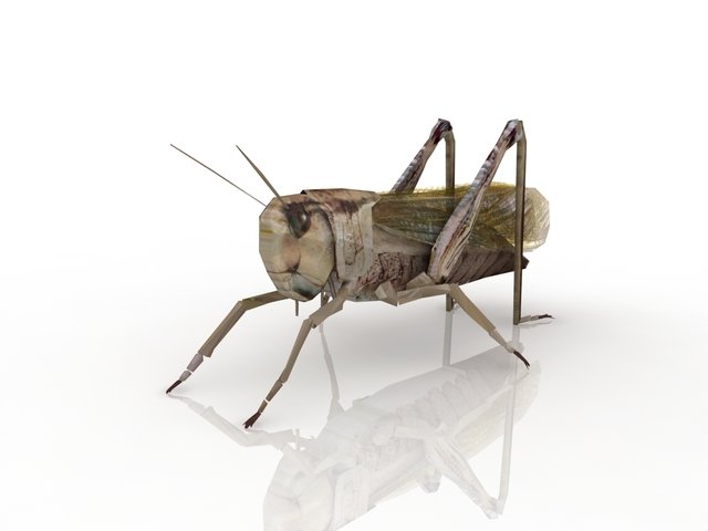 grasshopper 3D Model .c4d .max .obj .3ds .fbx .stl .blend 