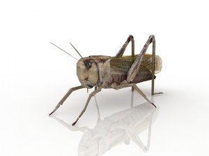 grasshopper 3D Model