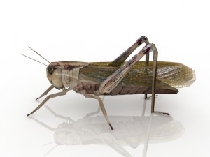grasshopper 3D Model