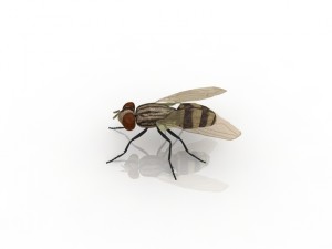 fly 3Dモデル