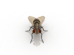 fly Model 3D