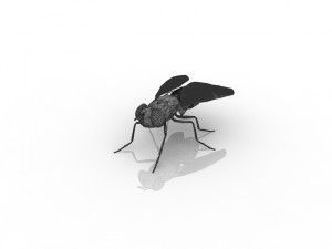 fly Model 3D