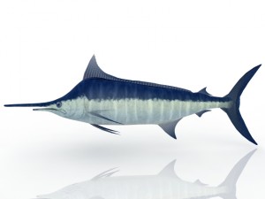 swordfish Model 3D