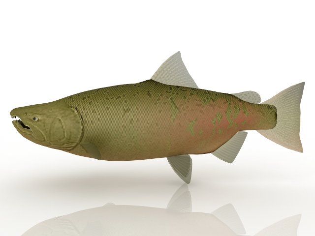 a fish Model 3D .c4d .max .obj .3ds .fbx .stl .blend 