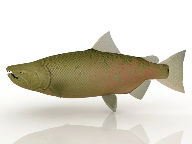 a fish 3D Model .c4d .max .obj .3ds .fbx .stl .blend 