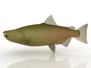 un pesce Modello 3D