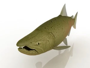 a fish 3D Model