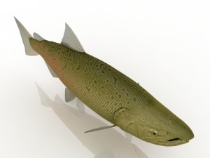 a fish Model 3D