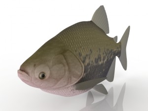 fish 3D Model