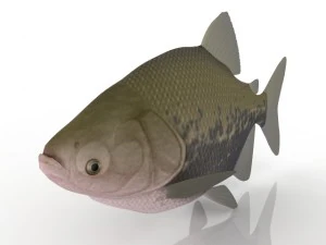 peixe Modelo 3D