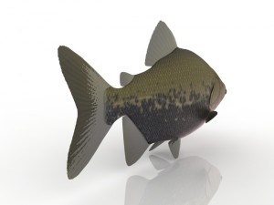 fish 3D मॉडल