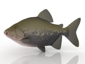 fish 3D मॉडल
