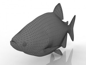 fish 3D मॉडल