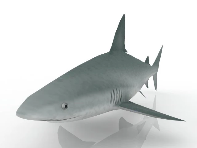 shark 3D Model .c4d .max .obj .3ds .fbx .stl .blend 