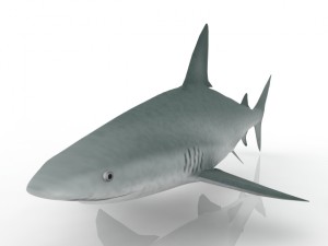 shark 3Dモデル