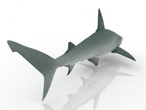 shark Model 3D