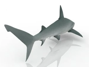 shark 3D Model