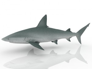 shark Model 3D