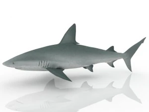 shark 3D Model