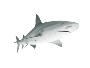 shark Model 3D