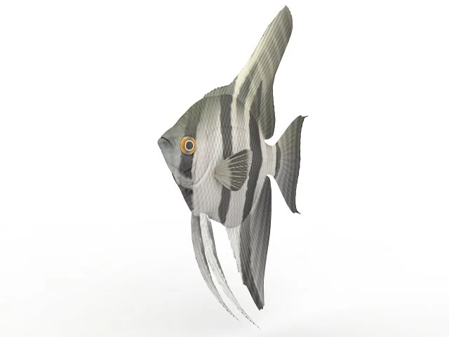 fish 3D Model .c4d .max .obj .3ds .fbx .stl .blend 