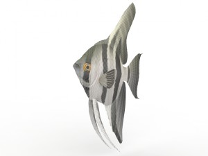 fish 3D-Modell