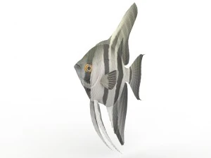 मछली 3D मॉडल