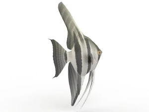 fish 3D Model