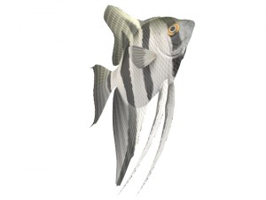 fish Modelo 3D