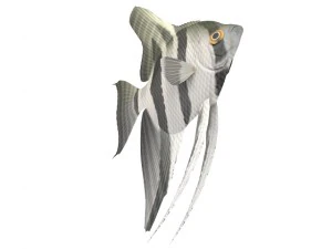 fish 3D Model