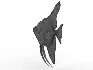 fish 3D Model