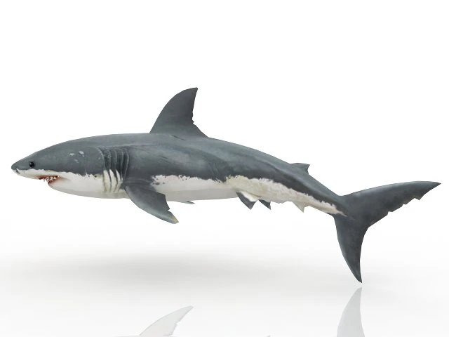 shark 3D Model .c4d .max .obj .3ds .fbx .stl .blend