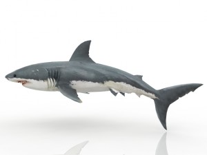 shark Modelo 3D