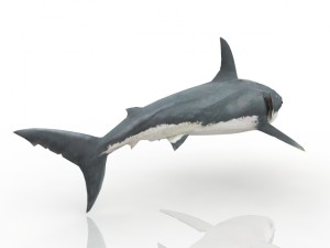 shark Model 3D