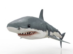 shark Model 3D