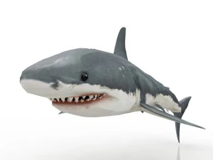 shark 3D Model