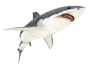 shark Model 3D