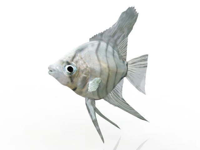 fish 3D Model .c4d .max .obj .3ds .fbx .stl .blend
