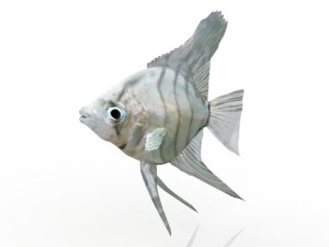 fish Modelo 3D