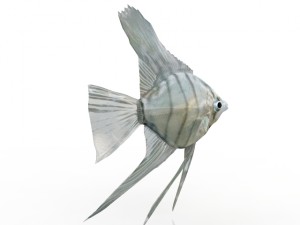 fish Modello 3D