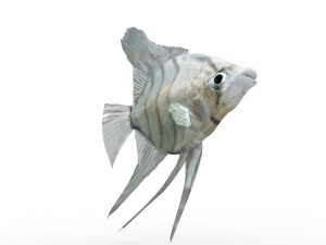 fish Modello 3D
