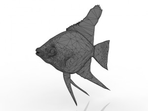 fish Modello 3D
