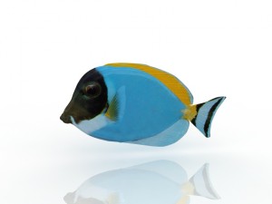 fish 3D Модель