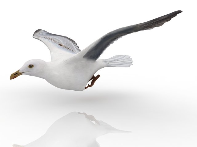 gull 3D मॉडल .c4d .max .obj .3ds .fbx .stl .blend 