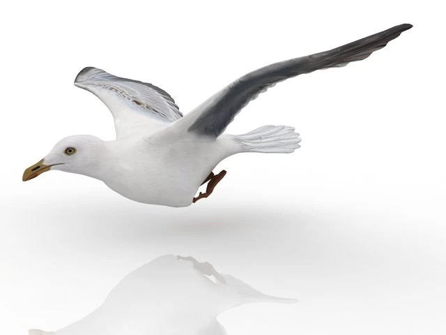 gull 3D Model .c4d .max .obj .3ds .fbx .stl .blend 