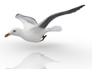 gull 3D-Modell
