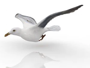 gabbiano Modello 3D
