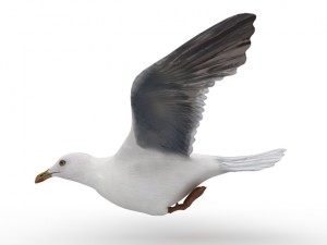 gull 3D मॉडल